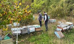 Kastamonu’da Arılı Kovanlar Tek Tek Kayda Alınıyor