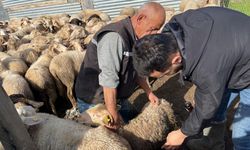 Kastamonu’da hayvan sağlığı için çalışmalar sürüyor
