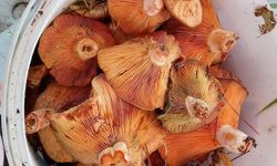 Kastamonu'nun ilçesinde kanlıca mantarı pazarı şenlendirdi