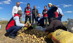 Kastamonu'nun ilçesinde patates hasadı başladı