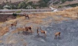 Kızıl Geyiklerin Özgür Dünyası Hanönü’de Dronla Kayıtlara Geçti