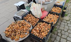 Komşu ilde kanlıca bolluğu yaşanıyor: Kilosu 500 TL'den alıcı buluyor