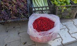Toplaması Zahmetli, Faydası Büyük: Taşköprü’nün Şifalı Meyvesi