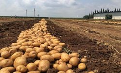 Kastamonu’da Patates Hasadı KDAKP Desteğiyle Artıyor