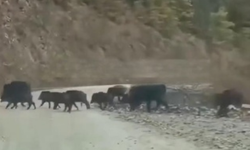 Taşköprü'de karşılarına çıkan sürü şaşkına çevirdi