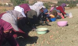Taşköprü’nün Meşhur Sarımsağı Yeniden Toprakla Buluştu