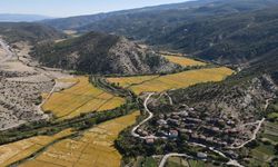 Tosyalılar durumdan rahatsız: Tosya pirinci risk altında mı?