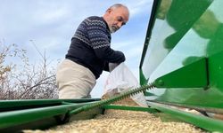 Kastamonu’da 12 Bin Yıllık Miras: Siyez Buğdayı Toprakla Buluştu