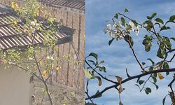 Hanönü’de Sürpriz Manzara: Armut Ağacı Kasımda Çiçeklendi