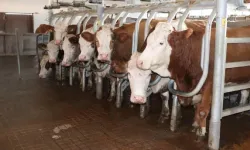 Hayvancılık Destekleri Düzenlendi: Ödemeler Artık Üç Aşamada Gerçekleştirilecek