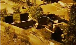 İki ayı yavrusu şehre inerek mezarlıkta görüntülendi