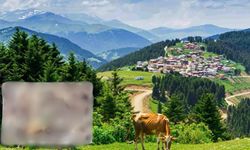 Karadeniz’de yeni cinsi keşfedildi: Kastamonu’da da görülebilir mi?