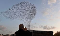 Kastamonu Semalarında Görsel Şölen: Sığırcıkların Büyüleyici Dansı