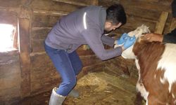 Kastamonu'da Brusella Aşılaması Sürüyor