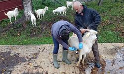 Kastamonu’da Hayvancılığa Destek: Küpeleme ve Aşılama Hızlandı