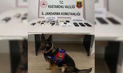 Kastamonu’da Jandarmadan Bonzai Operasyonu: 3 Şüpheli Yakalandı