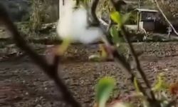 Kastamonu'da Kasım ayında çiçek açan ağaç şaşırttı