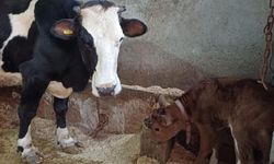 Kastamonu'nun da yer aldığı projede genleri susturulmuş buzağılar doğdu!