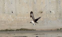 Kastamonu'nun ilçesinde avlanan balık kartalları görüntülendi