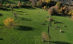 Kastamonu'nun ilçesinde rengarenk görüntüsüyle büyülüyor