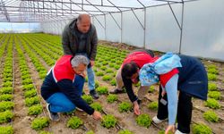 Kastamonu'nun ilçesindeki seralarda denetim yapıldı