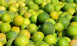 6 bin 100 kilogram mandalina ilaçlı çıktı!