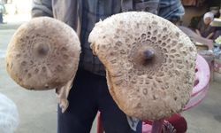 Doğadan Toplanan Mantarlar Tehlike Saçıyor: Uzmanlardan Hayati Uyarı