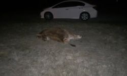 Otomobil danaya çarptı: 2 kişi yaralandı