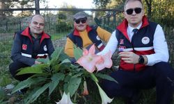 Kastamonu’da Aromatik Bitki Atağı: Sahlep ve Safran Üretimi Genişliyor