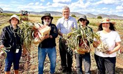 Taşköprü sarımsağı laboratuvar ortamında incelendi: O hastalığa yeni umut