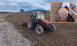 Kastamonu'da 12 binlik yıllık tohum yeniden toprakla buluştu