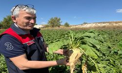 Kastamonu’da Sonbahar Ekimi Yoğun Tempoyla Sürüyor