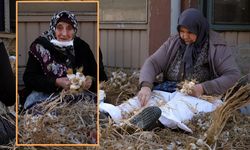 Taşköprü’de 'Beyaz Altın' Mesaisi: Sarımsakta Geleneksel 'Sıvama' Zamanı