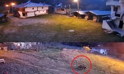 Kastamonu’da ayı köye indi: Uyumuyorlar! (görüntülü haber)