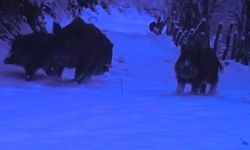 Yaban hayvanları Küre Dağları Milli Parkı'nda görüntülendi