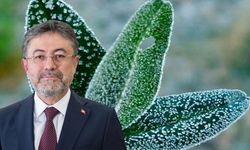 Zirai Don Zararı İçin Beklenen Destek Açıklandı: Ödemeler Çiftçilerin Hesabında