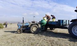 Taşköprü’deki merada verimi artıracak gübreleme yapıldı