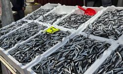 Avcılık azaldı: Hamsi 50 liradan 150 liraya çıktı!