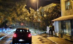 Cide’de Facia Ucuz Atlatıldı: Ağaç Yola Devrildi