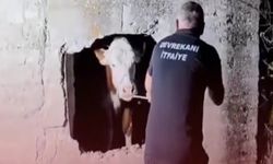 Kastamonu’da İnek Foseptik Çukuruna Düştü!