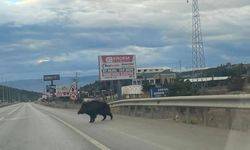 Yaban Domuzu Yolda Gezintiye Çıktı: Sürücüler İçin Ciddi Risk!