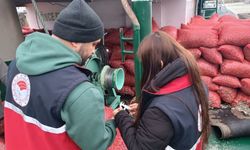 Kastamonu sahilinde beyaz kum midyesi avına sıfır tolerans