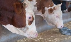 Hanönü'de şap alarmı: 105 bin 274 TL ceza uygulanacak!