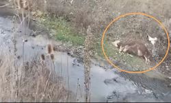 Kastamonu'da Dere Yatağında Ayakları Bağlı Halde Ölü İnek Bulundu!