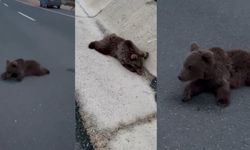 Yol ortasında çaresizdi: Yavru ayı tedavi altına alındı