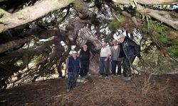 Kastamonu’da Doğanın Mucizesi: 500 Yıldır Ayakta Duran 'Secde Eden Çam'