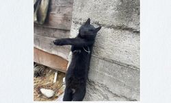Kastamonu’da vahşet: Kediyi duvara çivileyip öldürdüler!