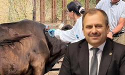 Kastamonu'da şap alarmı: Milletvekili Uluay son durumu açıkladı!