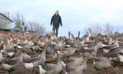 Salgın Rotayı Değiştirdi: Kastamonu’da 130 Kazla Başladı, 5 Yılda 600’e Ulaştı