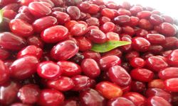 Kastamonu'da da bolca yetişiyor: Kızılcık doğal bir bağışıklık kalkanı